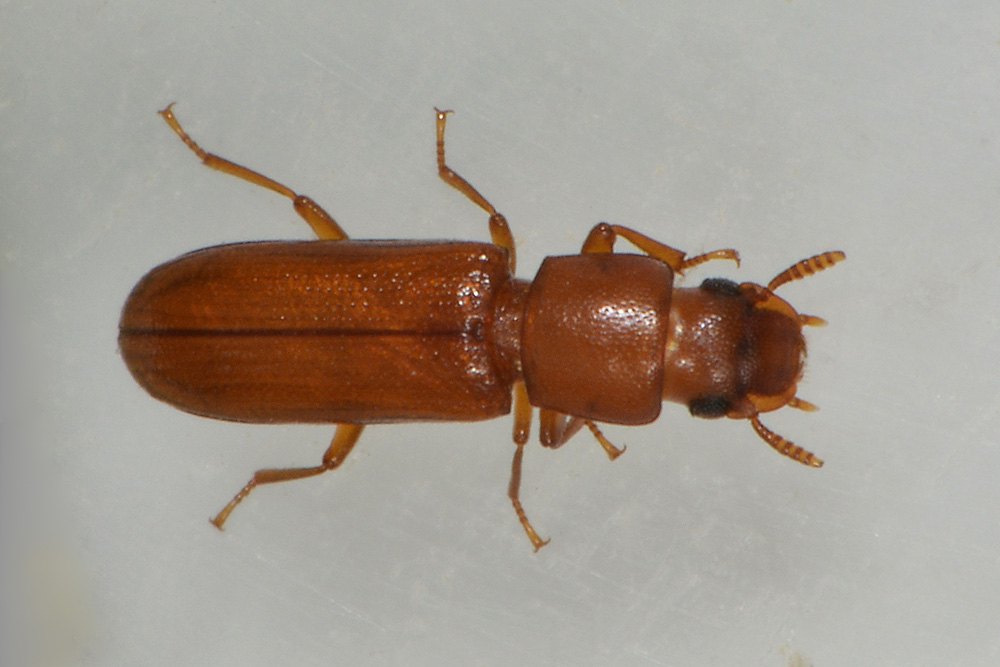 Latheticus oryzae (Tenebrionidae).